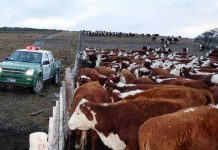 Índices de delitos de abigeato van en aumento en comparación al año 2018