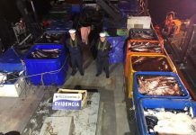 Detienen a 14 personas por robo de salmón en Quellón. Investigación duró un mes