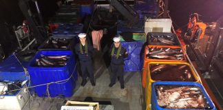 Detienen a 14 personas por robo de salmón en Quellón. Investigación duró un mes