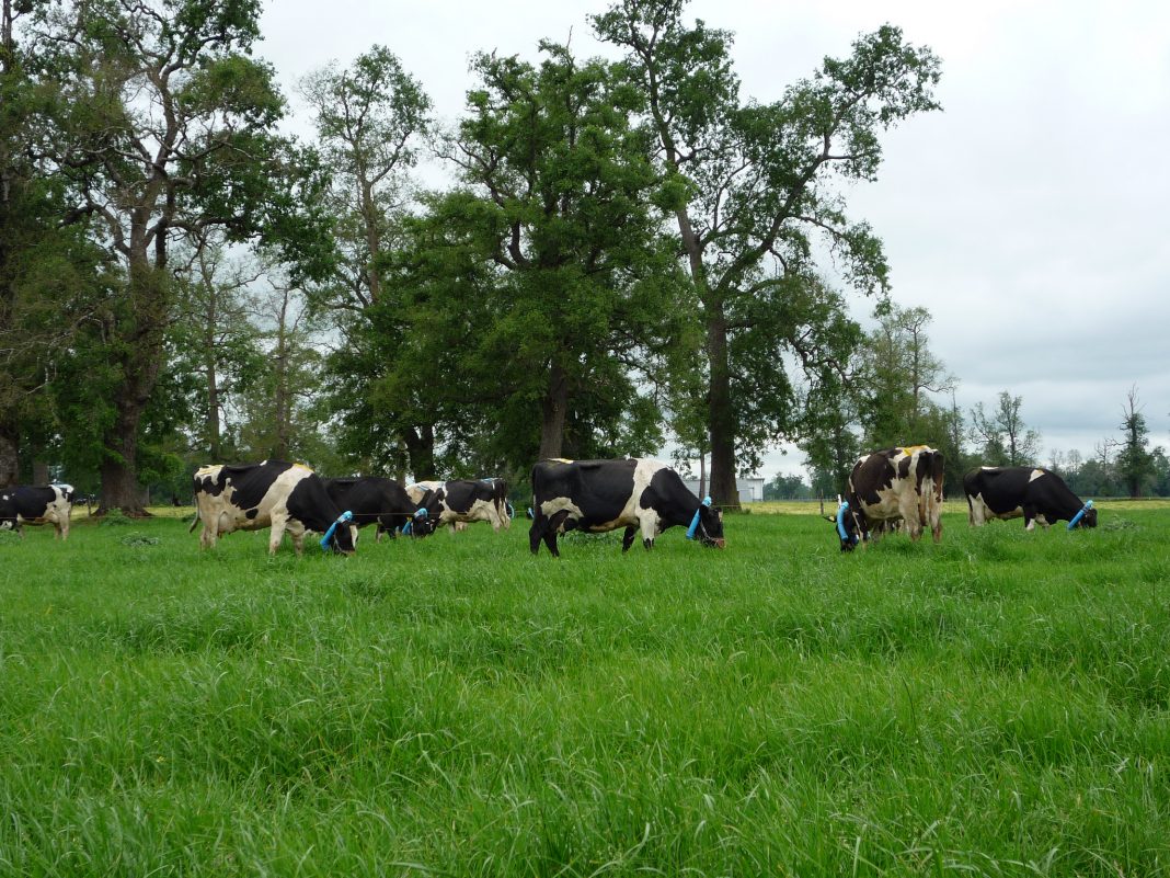 VACAS MEDICIONES DE GASES INVERNADERO