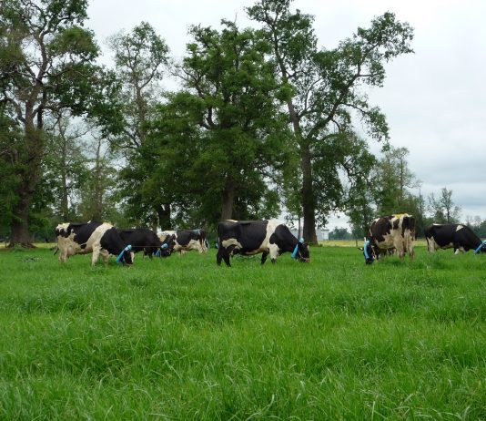Agrollanquihue adhiere a la declaración de Aprobosque ante el recorte del Fondo de Conservación de la Ley de Bosque Nativo