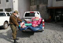 Detienen a hombre por mantener un matadero ilegal en Mariquina