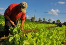 Agricultores de comuna en cuarentena podrán obtener permisos de desplazamiento a través de Indap