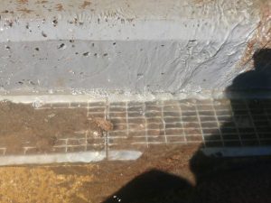 Detectan contaminación con aguas servidas en Ancud. Essal en la mira