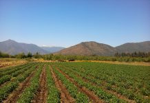 Ingeniero chileno José Miguel Aguilera recibe premio mundial de agricultura