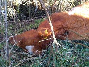 Perros asilvestrados diezman ganado, sin control hasta ahora