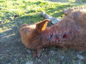 Perros asilvestrados diezman ganado, sin control hasta ahora