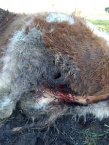 Perros asilvestrados diezman ganado, sin control hasta ahora