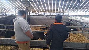 Machos de lechería serán parte de resurgimiento de la ganadería