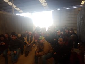 Machos de lechería serán parte de resurgimiento de la ganadería