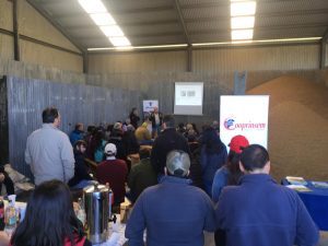 Machos de lechería serán parte de resurgimiento de la ganadería