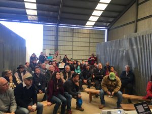 Machos de lechería serán parte de resurgimiento de la ganadería