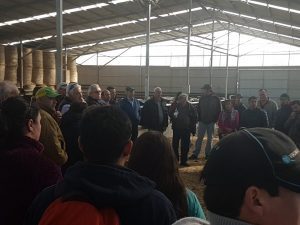 Machos de lechería serán parte de resurgimiento de la ganadería