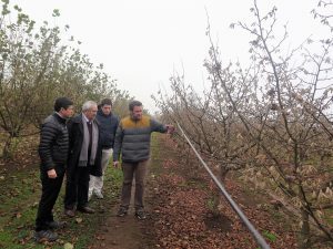 La región de Los Lagos aumentó en tres años un 68,7% la superficie de cultivos frutales