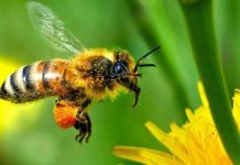 Podcast de CAMPO AL DÍA: El mundo productivo de las abejas desde la perspectiva de APICOOP