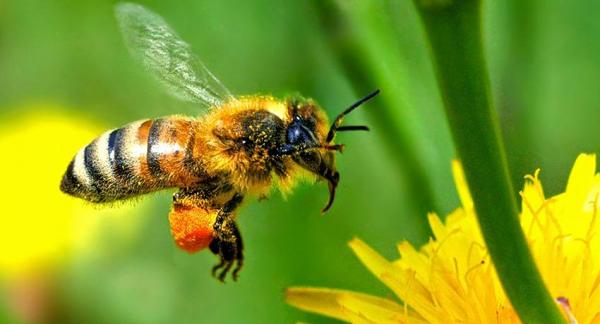img_colmenas_en_la_ciudad_para_salvar_a_las_abejas_432_paso_0_600