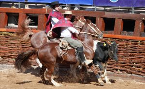 Rodeo: Más de 2 millones de asistentes al año y supera los 26.000 socios activos