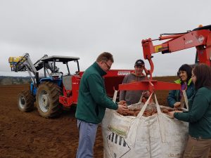 El SAG recuerda a productores que deben inscribir cultivos de papas.