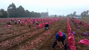 El SAG recuerda a productores que deben inscribir cultivos de papas.