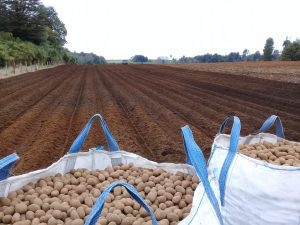 El SAG recuerda a productores que deben inscribir cultivos de papas.