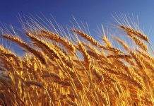 EE.UU. analiza múltiples opciones para desbloquear exportación de grano desde ucrania