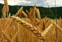 Brasil aprobó para harina el trigo transgénico tolerante a sequía.