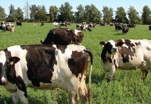 ALISUR: Produce alimento para bovinos con una capacidad instalada de 140 mil toneladas