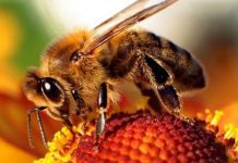 Todo listo para el 48° Congreso Internacional de APIMONDIA en Chile