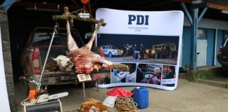 PDI de Valdivia detuvo a tres personas mientras faenaban vacuno en predio de Cabo Blanco