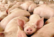 Rabobank estima que situación inestable del mercado de la carne de cerdo por PPA puede durar de 3 a 5 años