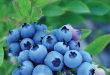 Ante el Comité de Arándanos de Chile expuso por Zoom Seremi de Salud de Los Lagos