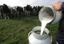 Realizan primer taller sobre Eficiencia Productiva de la Leche
