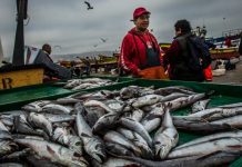 Senador Iván Moreira pide avanzar simultáneamente en la “ley corta” y acoger demandas históricas antes de tramitar la Nueva Ley de Pesca
