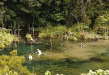 Equipos subacuáticos Brigada Canina y efectivos militares se suman a la búsqueda de mujer desaparecida en Puerto Montt