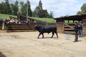 Exitoso Día de Campo en Los Ríos, de la Universidad Austral y FIC, Gobierno regional
