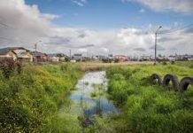 Monitoreo ciudadano de humedales de Llanquihue permite proyectar su restauración a través de árboles y plantas nativas