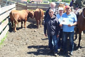Entregados 2 toros seleccionados, a ganaderos de Agricultura Familiar de INDAP