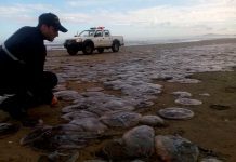 Prohíben actividades recreativas y de baño en playas de Chonchi por presencia de fragata portuguesa