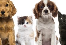 Municipio y USS realizan encuesta de población de perros y gatos en la ciudad