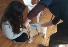 Puerto Montt lidera a nivel regional la inscripción de animales en el Registro Nacional de Mascotas