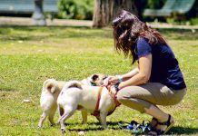 Más de 60 mil mascotas inscritas registra la región de Los Lagos desde la entrada en vigencia de la Ley Cholito