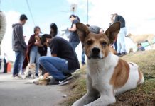 Agrupación rescatista de animales trabajará en el control de perros asilvestrados en Calbuco