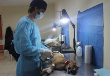 Operativo veterinario municipal de Puerto Varas busca atender a más de mil mascotas