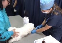 Alta convocatoria de familias con sus mascotas tuvo la primera jornada de esterilización canina y felina