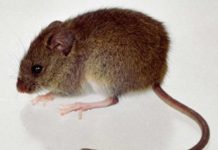 Joven de 19 años nueva víctima del virus Hanta en Región de los Ríos.