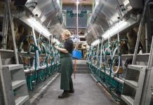 PODCAST: Infecciones mamarias pueden ser atribuidas al equipo de ordeño