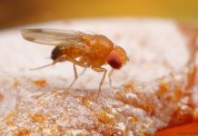 Drosophila Suzikii en Chile, intranquiliza a frutícultores de la Región de Los Lagos, por el daño que la plaga provoca en la producción