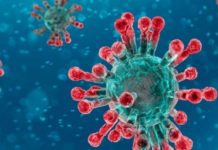 EFSA aclara: No hay evidencia que alimentos sean fuente probable o vía de transmisión del coronavirus