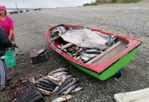 Investigan masiva varazón de jureles en las costas de Isla Maíllen