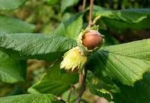 A 30 mil toneladas llegará la producción de avellanas en Chile, superando las expectativas, según presidente de Asociación de avellanas Patagonia